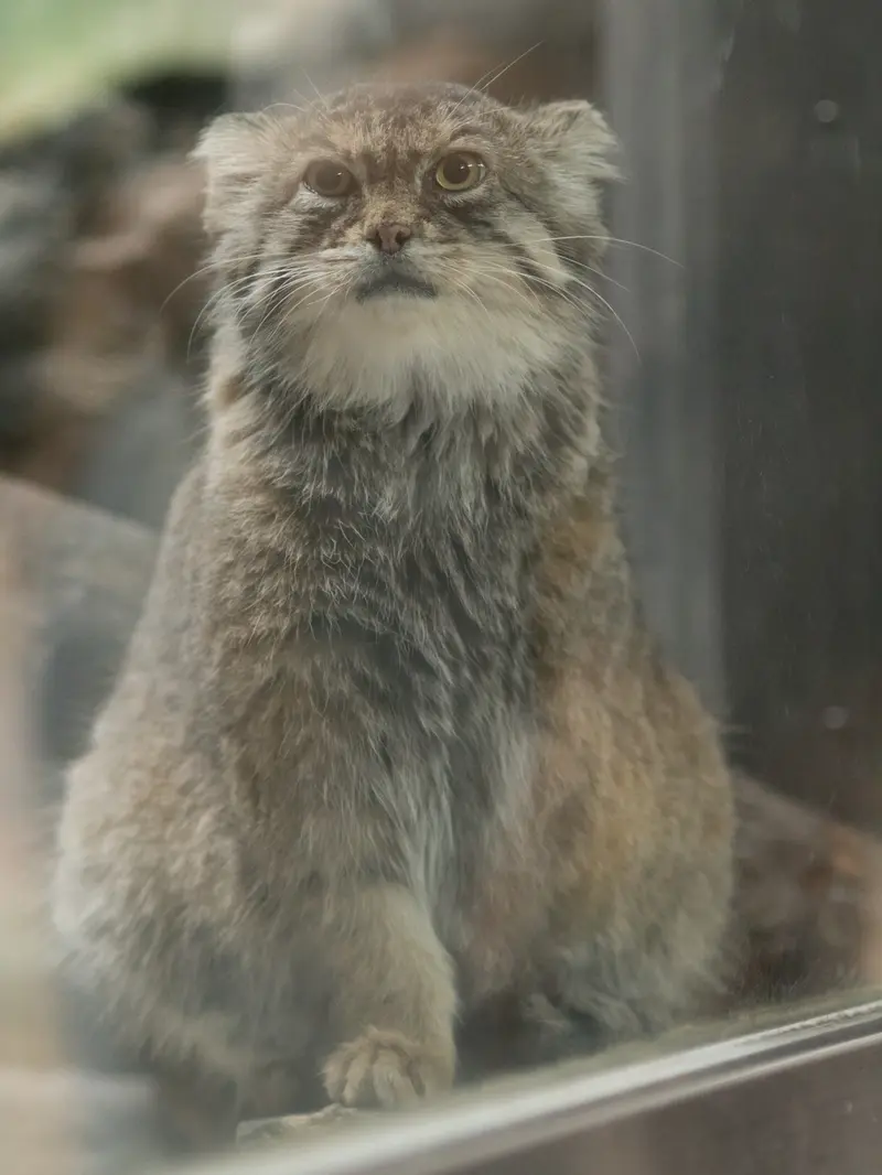 A photograph of Primula in Ueno Zoological Gardens