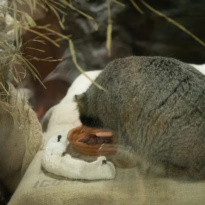 A photograph of Figa in Ueno Zoological Gardens