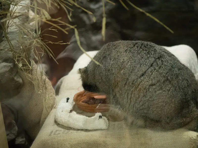 A photograph of Figa in Ueno Zoological Gardens