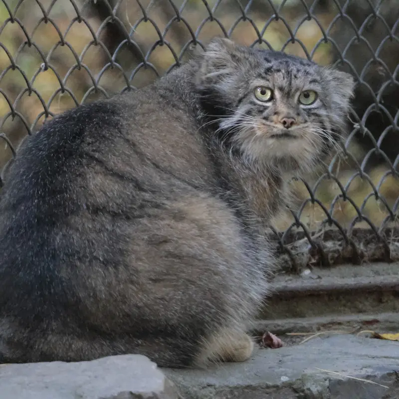 A photograph of Adele in Novosibirsk Zoo