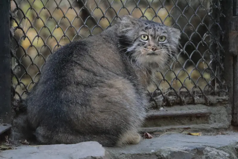 A photograph of Adele in Novosibirsk Zoo
