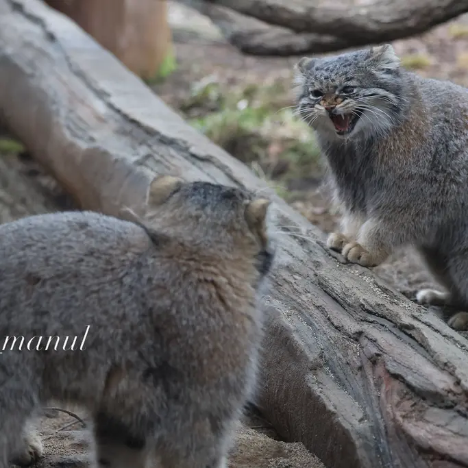A photograph of Nagomu and Abrikos in Nasu Animal Kingdom