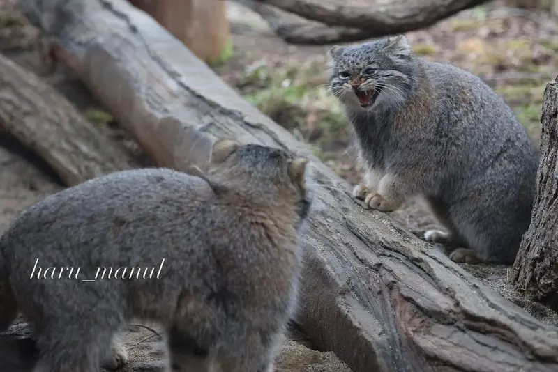 A photograph of Nagomu and Abrikos in Nasu Animal Kingdom