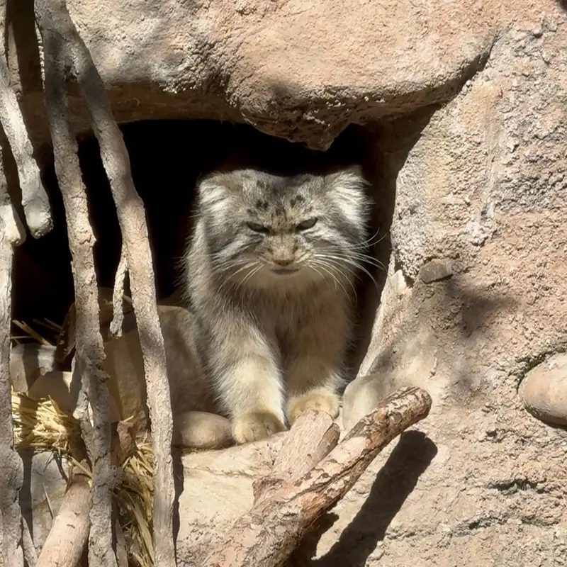 A photograph of Phyllaris in Utah's Hogle Zoo