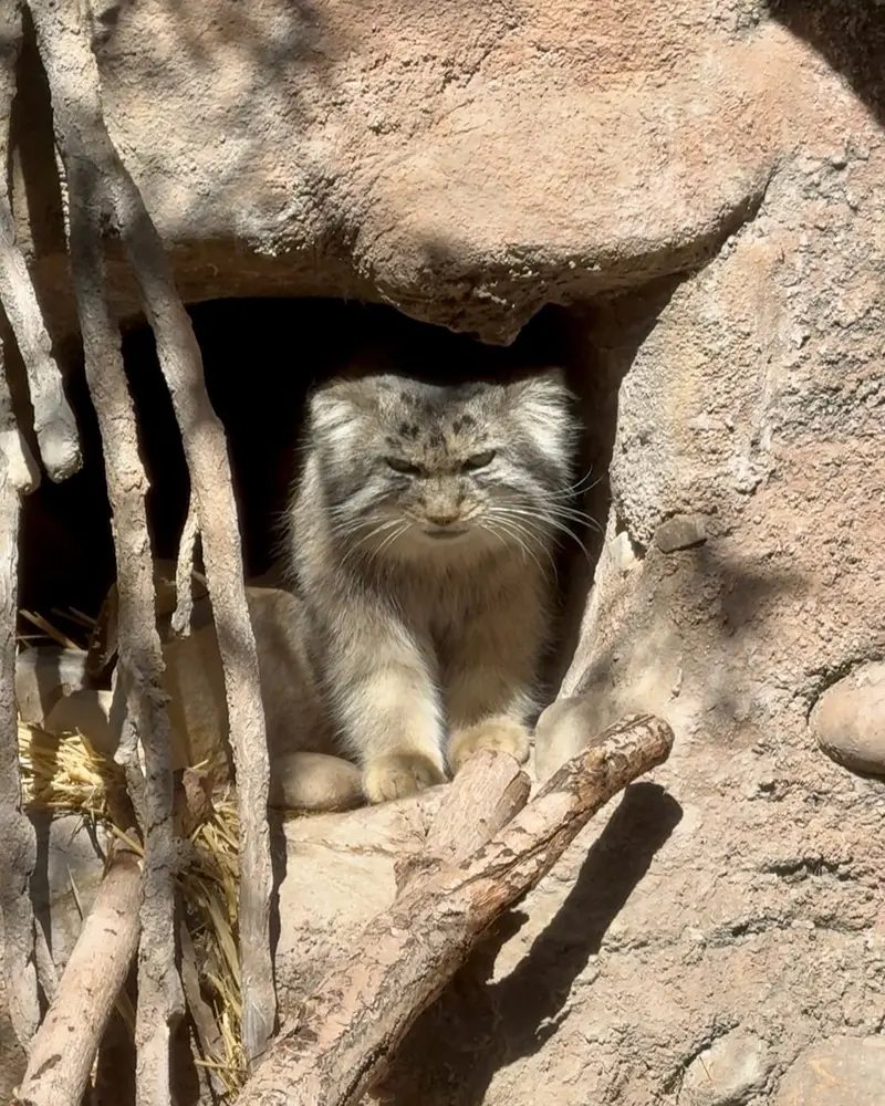 A photograph of Phyllaris in Utah's Hogle Zoo