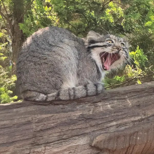 A photograph of Nagomu in Nasu Animal Kingdom