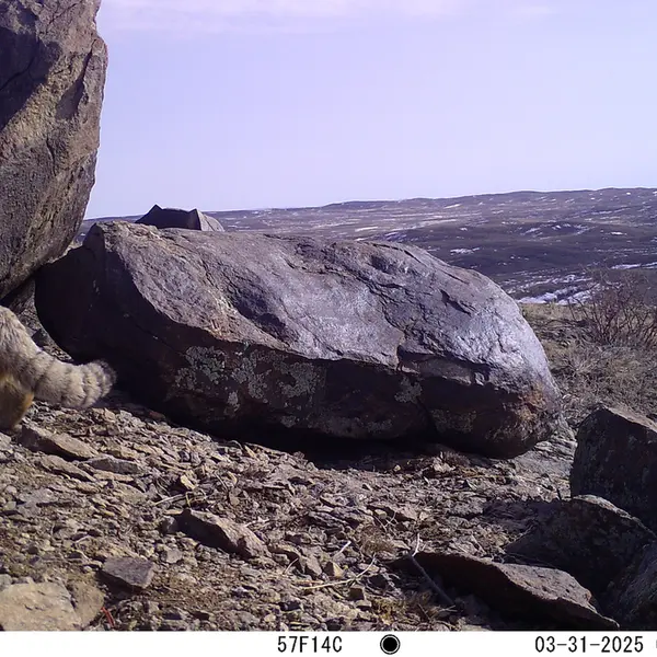 A photograph of Otocolobus manul manul from Koshkar camera trap