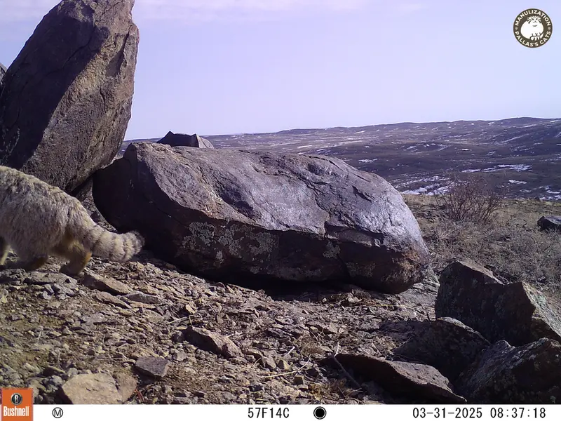 A photograph of Otocolobus manul manul from Koshkar camera trap