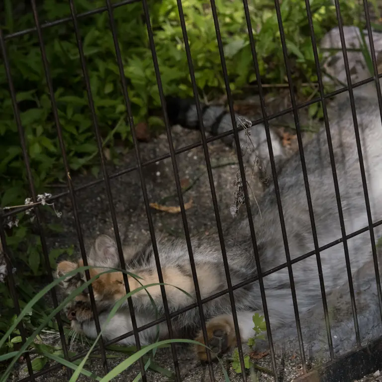 A photograph of Hide in Asahiyama Zoo