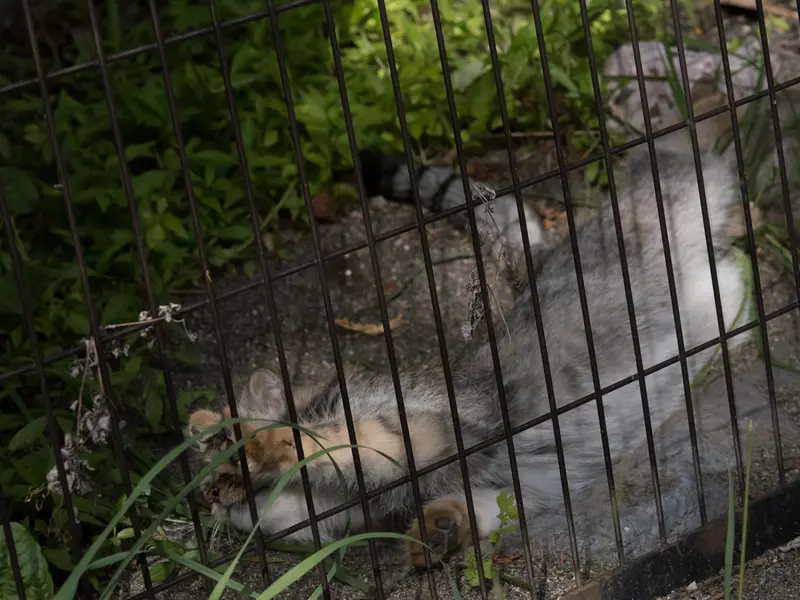 A photograph of Hide in Asahiyama Zoo