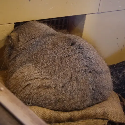 A photograph of Oliva in Saitama Children's Zoo