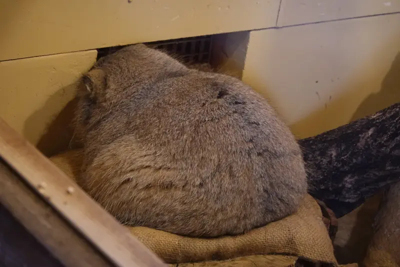 A photograph of Oliva in Saitama Children's Zoo