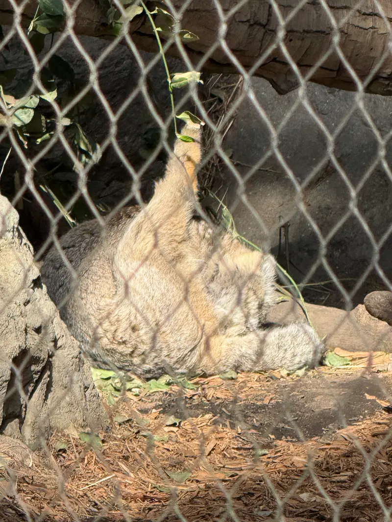 A photograph of a Pallas's cat
