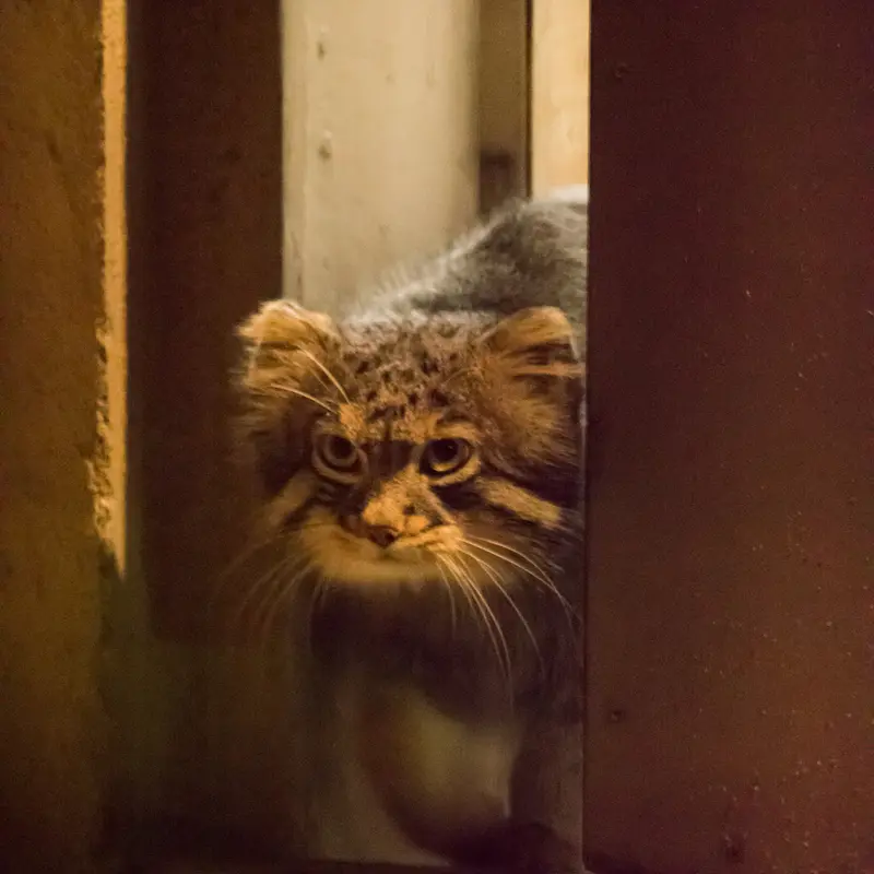A photograph of Figa in Nogeyama Zoo