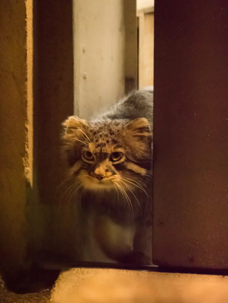 A photograph of Figa in Nogeyama Zoo