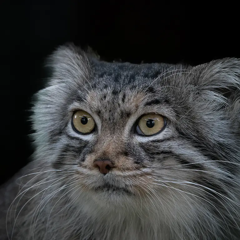 A photograph of Qara in The Big Cat Sanctuary