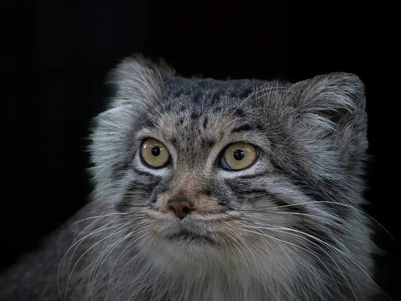 A photograph of Qara in The Big Cat Sanctuary