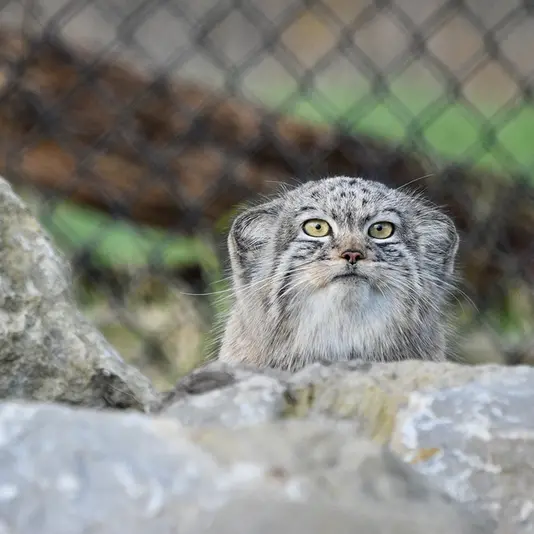 A photograph of Kharaa in Port Lympne Wild Animal Park