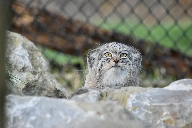 A photograph of Kharaa in Port Lympne Wild Animal Park