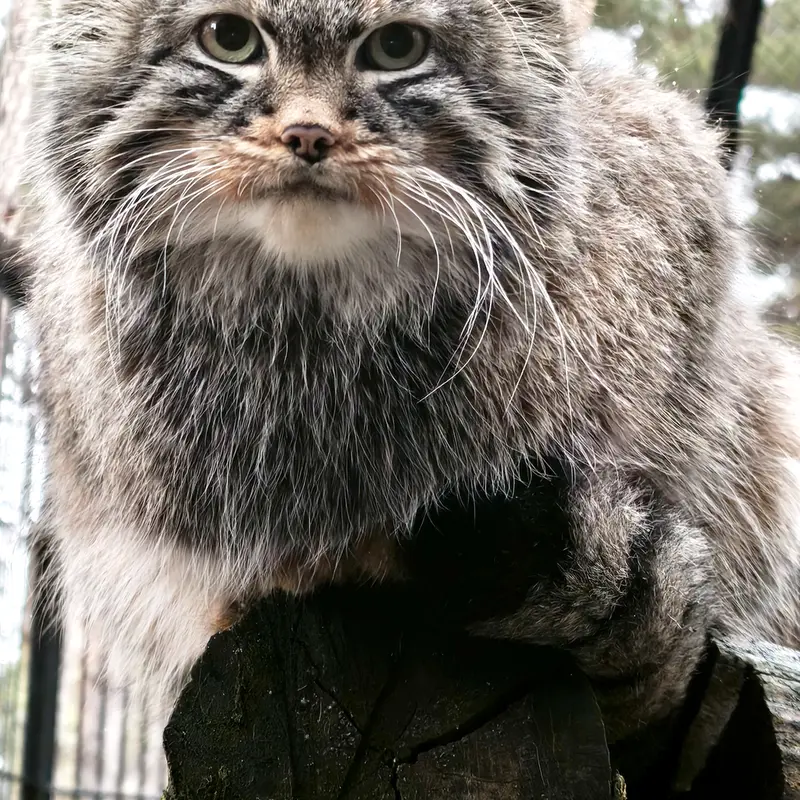 A photograph of Leon in Novosibirsk Zoo