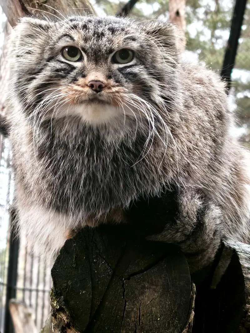 A photograph of Leon in Novosibirsk Zoo