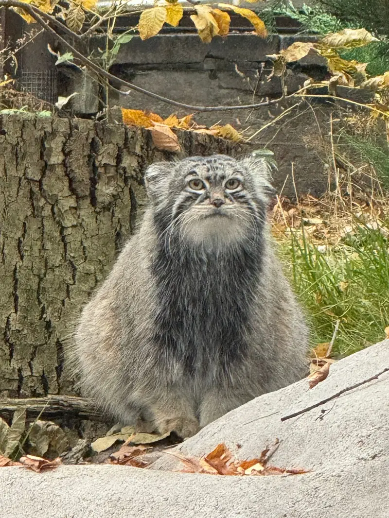 A photograph of Timofey in Moscow zoo