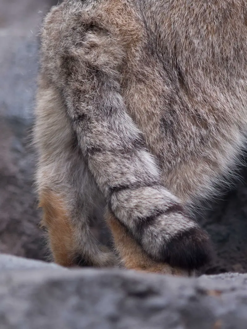 A photograph of Grusha in Asahiyama Zoo