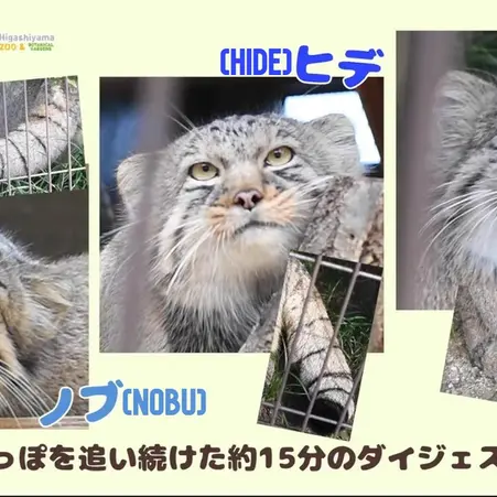 A photograph of Nobu, Hide, and Yasu in Higashiyama Zoo and Botanical Gardens