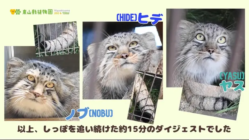 A photograph of Hide in Higashiyama Zoo and Botanical Gardens