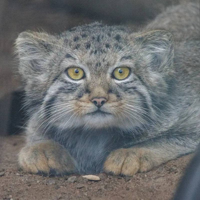 Berk the Pallas's cat from Leningrad zoo