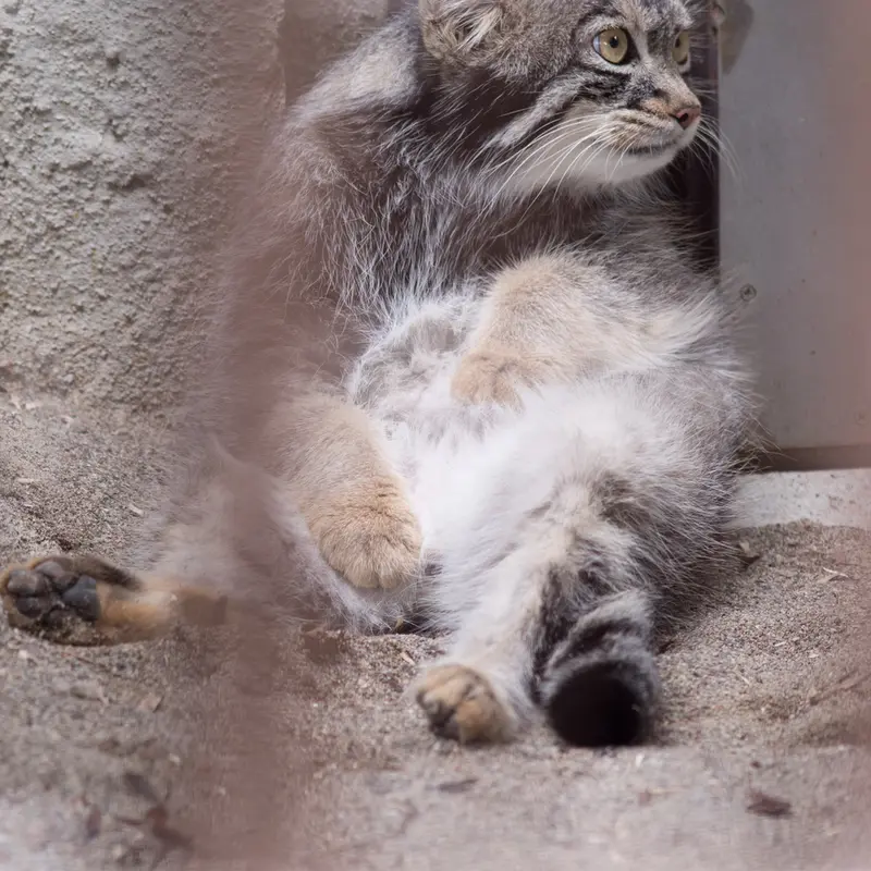 A photograph of Figa in Nogeyama Zoo