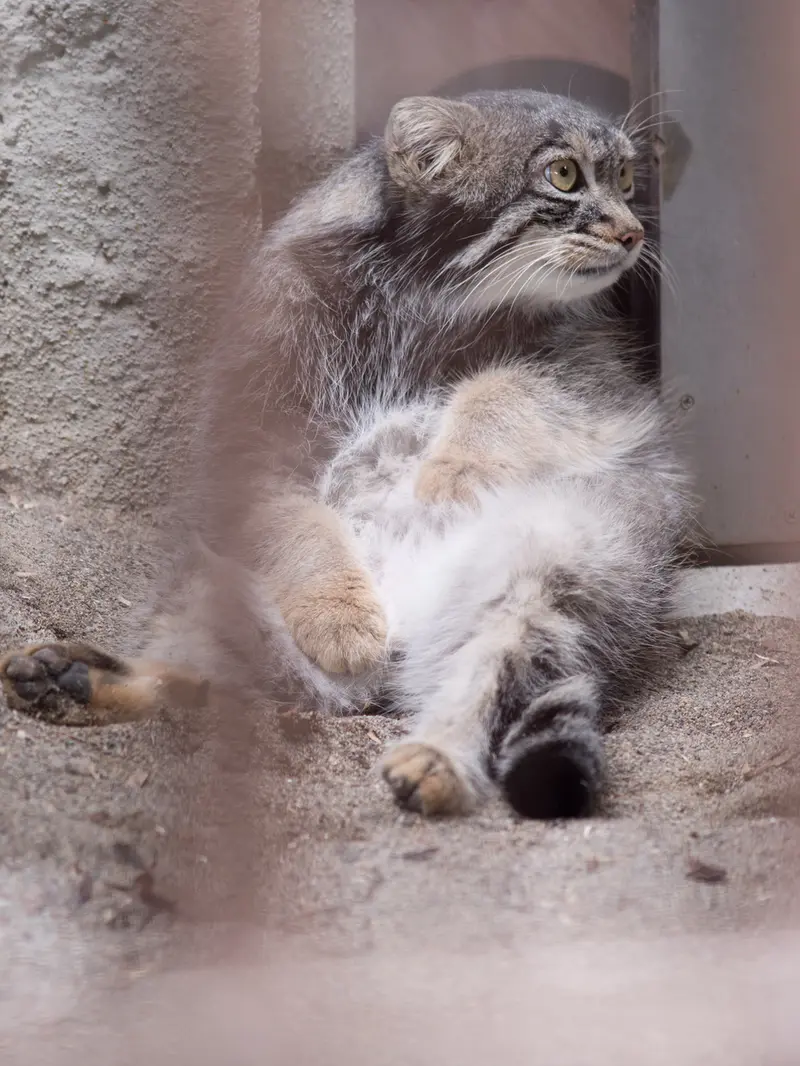 A photograph of Figa in Nogeyama Zoo