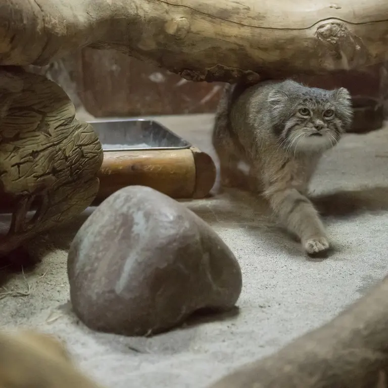 A photograph of Klyon in Ueno Zoological Gardens