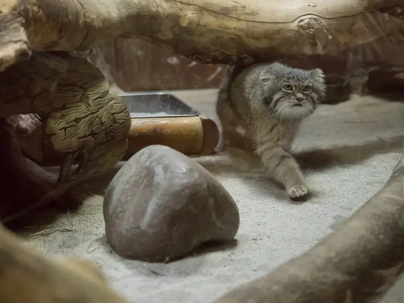 A photograph of Klyon in Ueno Zoological Gardens