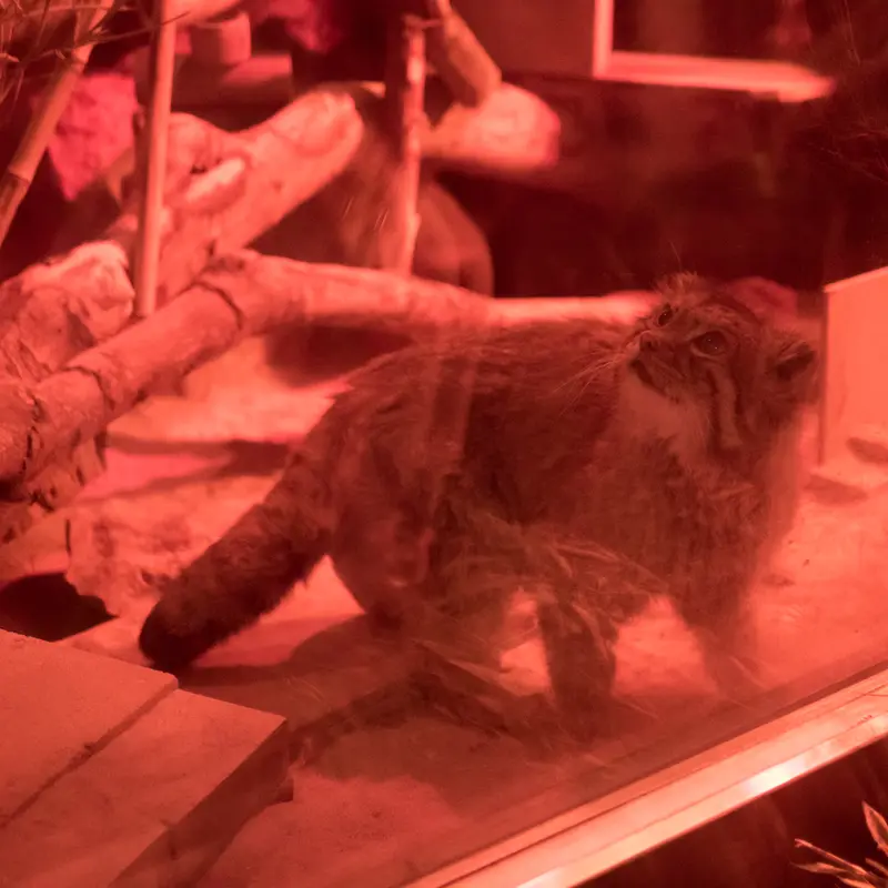 A photograph of Naim in Ueno Zoological Gardens