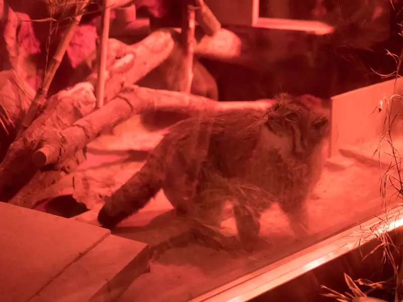 A photograph of Naim in Ueno Zoological Gardens