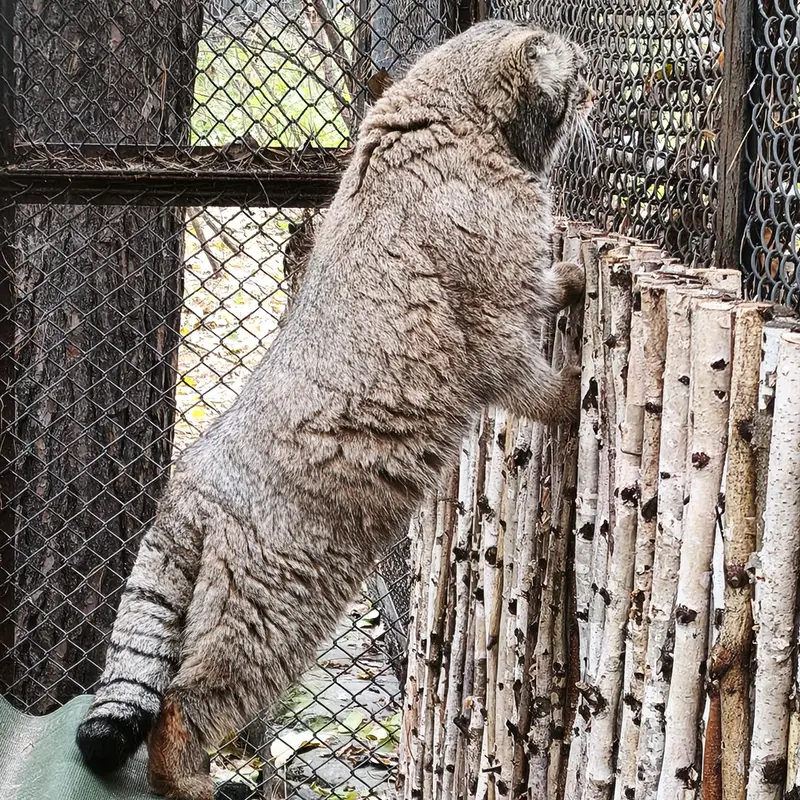 A photograph of George in Novosibirsk Zoo