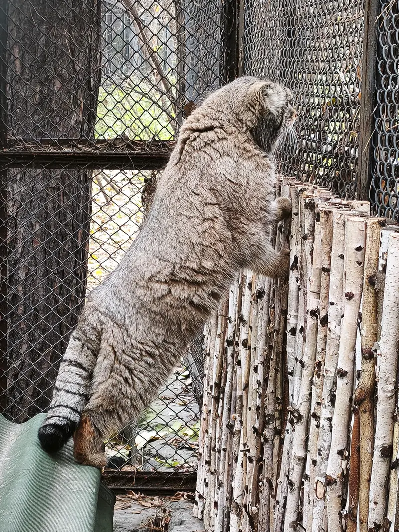 A photograph of George in Novosibirsk Zoo