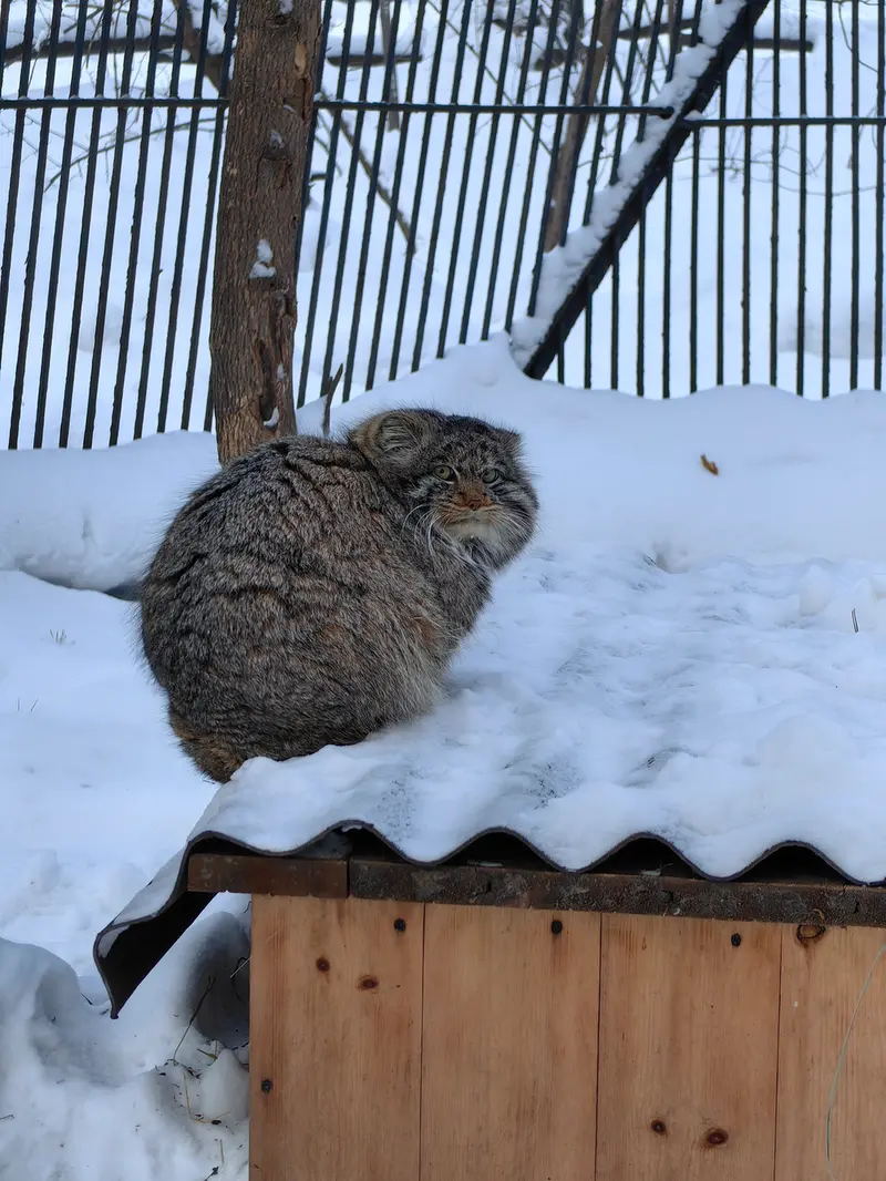 A photograph of Bandit in Novosibirsk Zoo