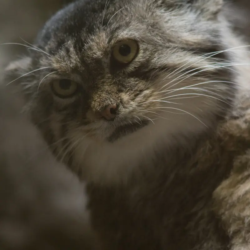 A photograph of Primula in Ueno Zoological Gardens