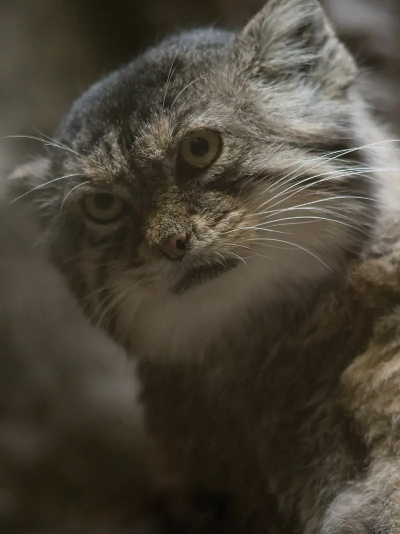 A photograph of Primula in Ueno Zoological Gardens
