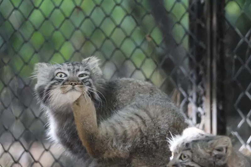 A photograph of a Pallas's cat in Novosibirsk Zoo