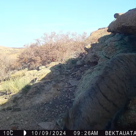 A photograph of Otocolobus manul manul from Bektauata 2 camera trap