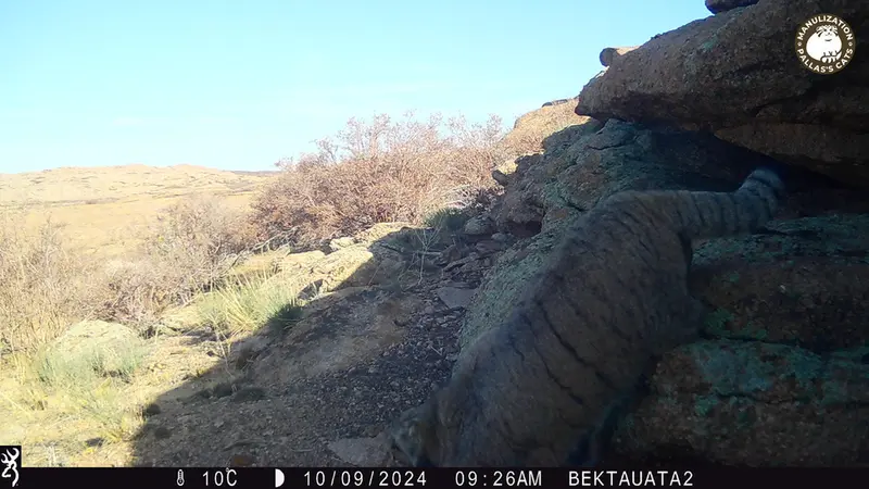 A photograph of Otocolobus manul manul from Bektauata 2 camera trap