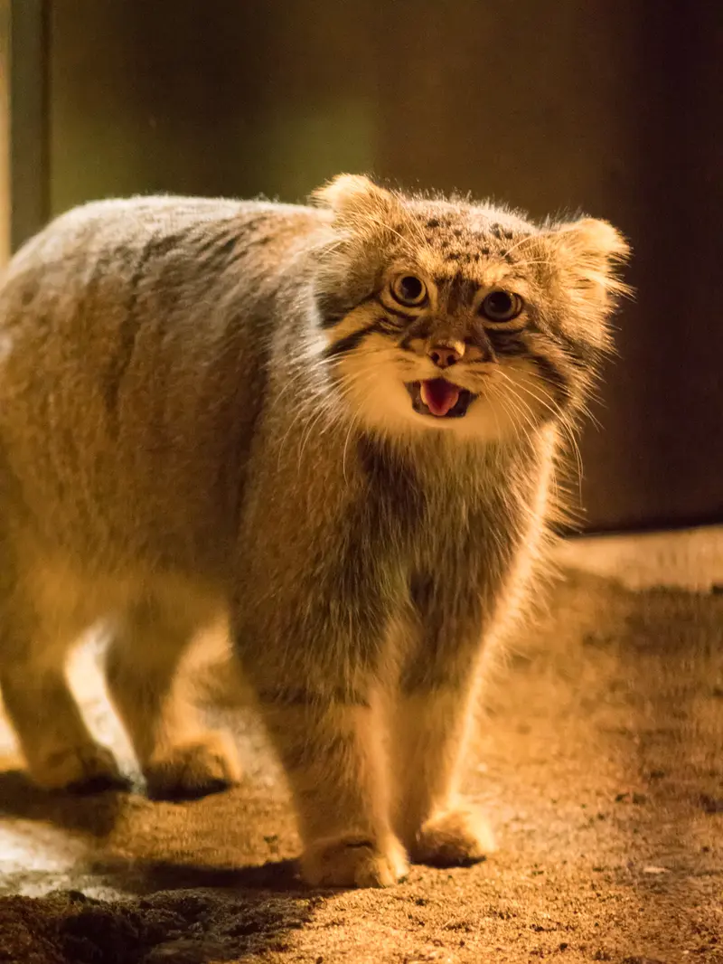 A photograph of Figa in Nogeyama Zoo