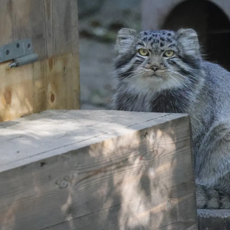A photograph of Son of Lolo b.2026 Ⅱ in Novosibirsk Zoo