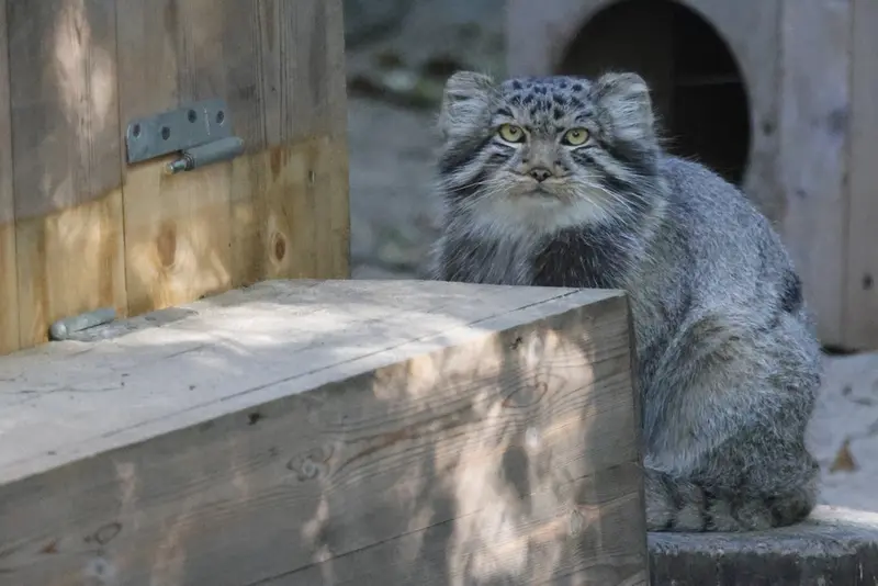 A photograph of Son of Lolo b.2026 Ⅱ in Novosibirsk Zoo