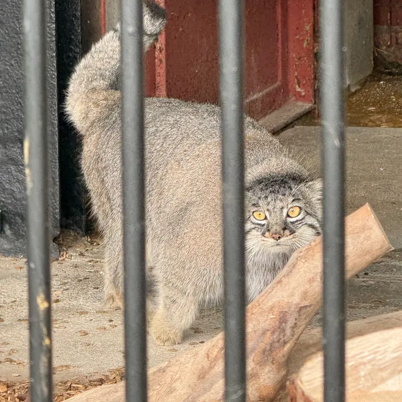 A photograph of Mei in Gokatsuraike Animal Park