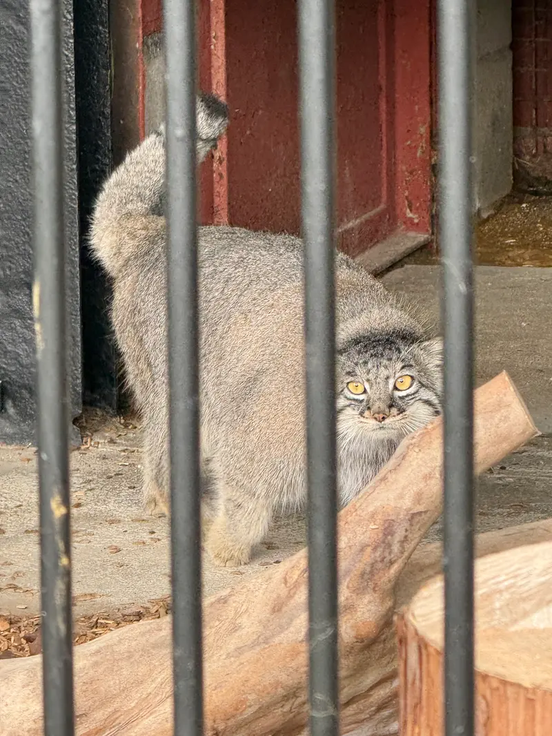 A photograph of Mei in Gokatsuraike Animal Park