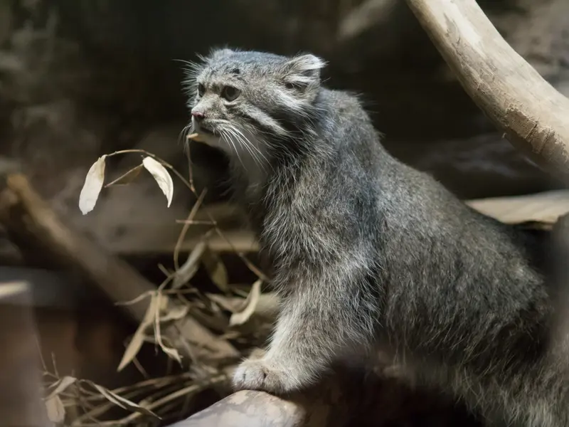 A photograph of Klyon in Ueno Zoological Gardens